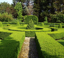 żywopłot labirynt