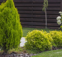 żywotnik olbrzymi thuja plicata