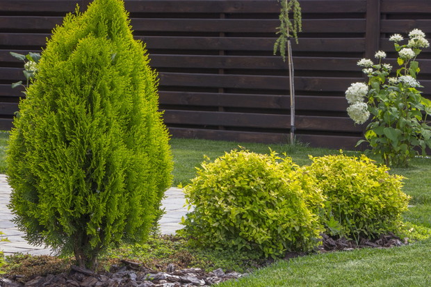 żywotnik olbrzymi thuja plicata