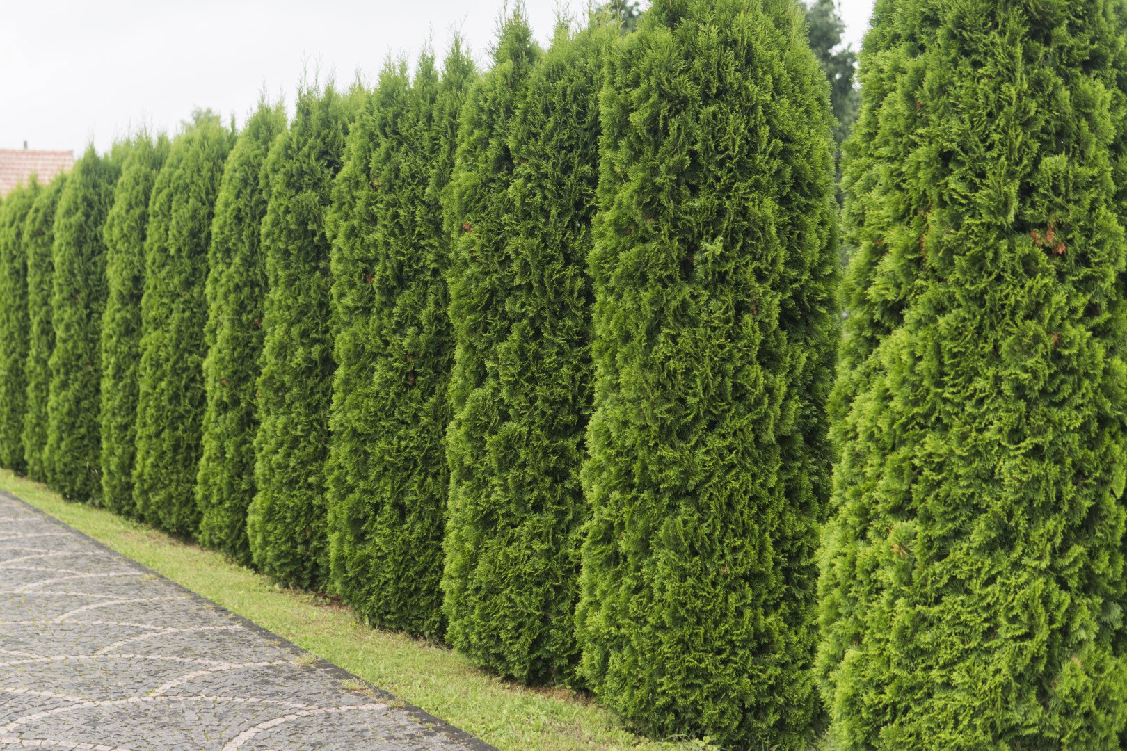 żywotnik zachodni thuja occidentalis