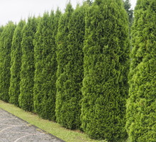 żywotnik zachodni thuja occidentalis