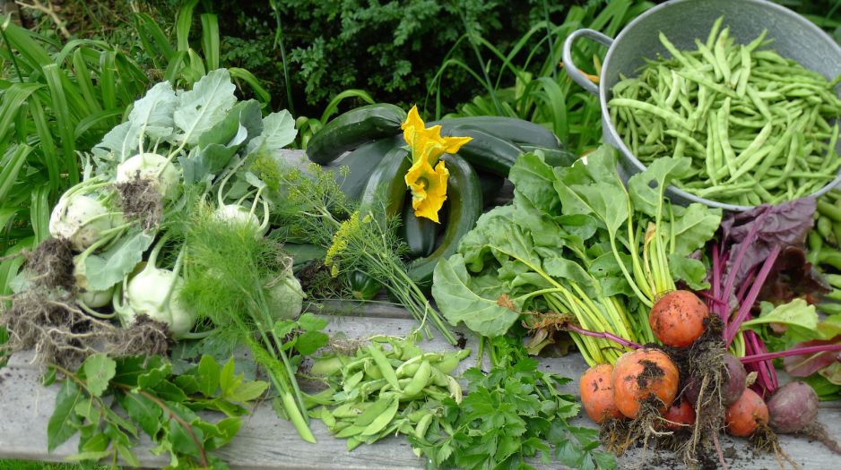 wiele-najsmaczniejszych-i-najzdrowszych-warzyw-zbieramy-wlasnie-na-przelomie-lata-i-jesieni-zdj-adobe-stock.jpeg