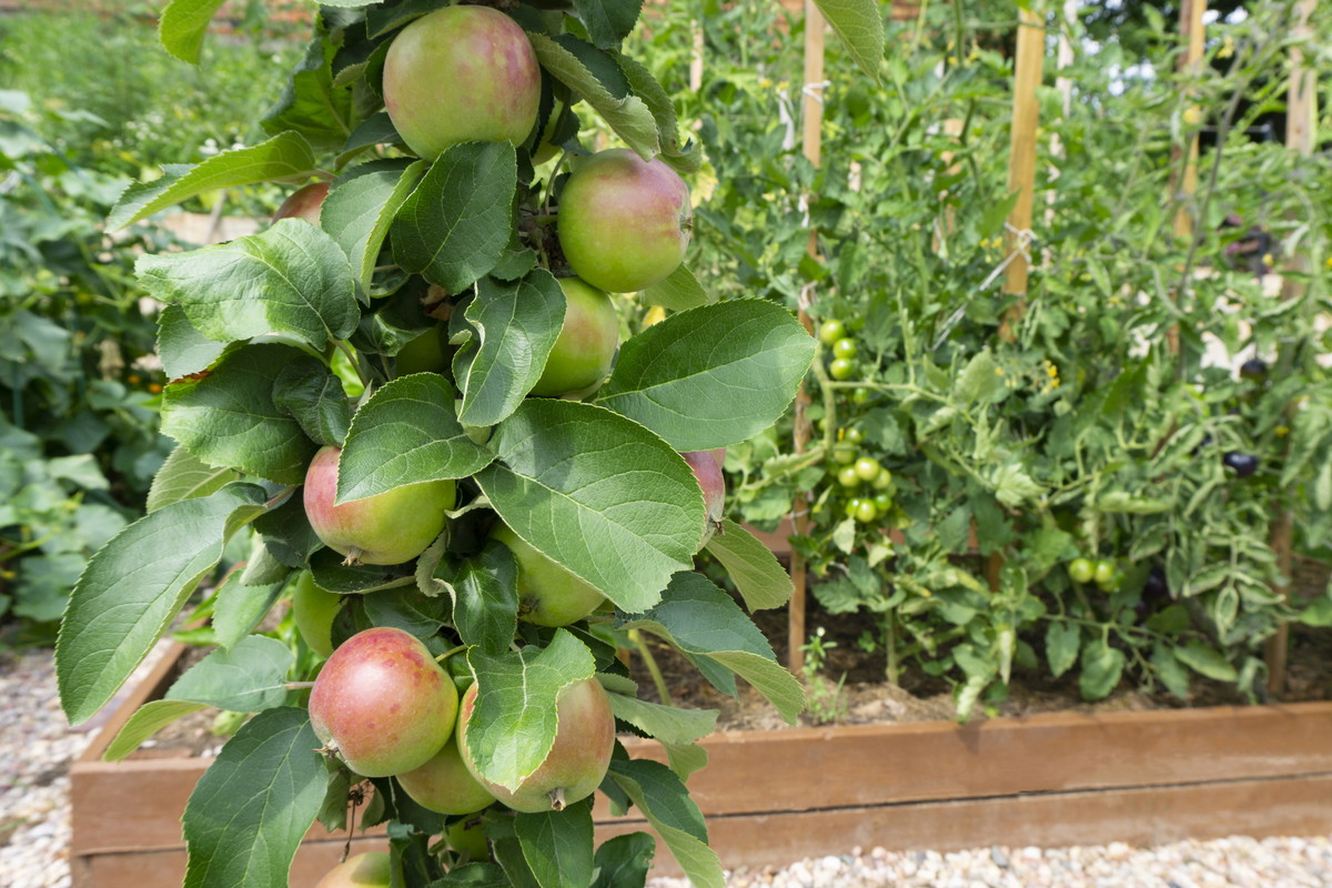 Drzewka owocowe kolumnowe