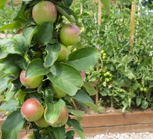 Drzewka owocowe kolumnowe