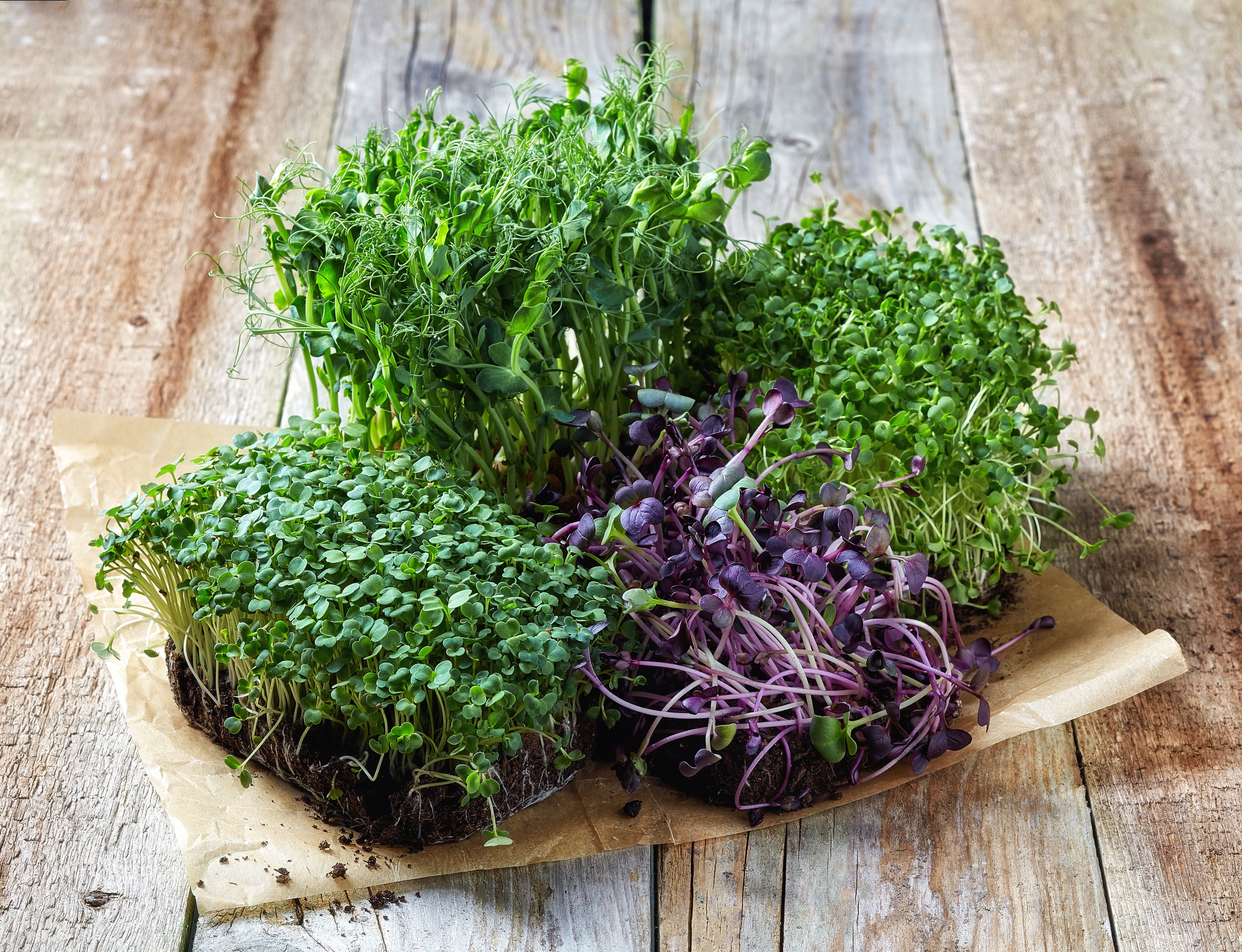 Kiełki - uprawa, stanowisko, najzdrowsze odmiany