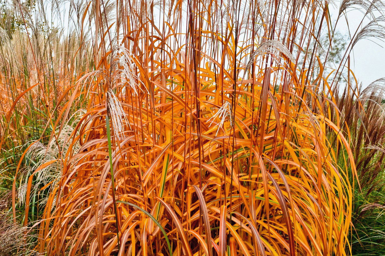 miskant chiński "memory"