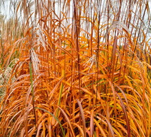 miskant chiński "memory"