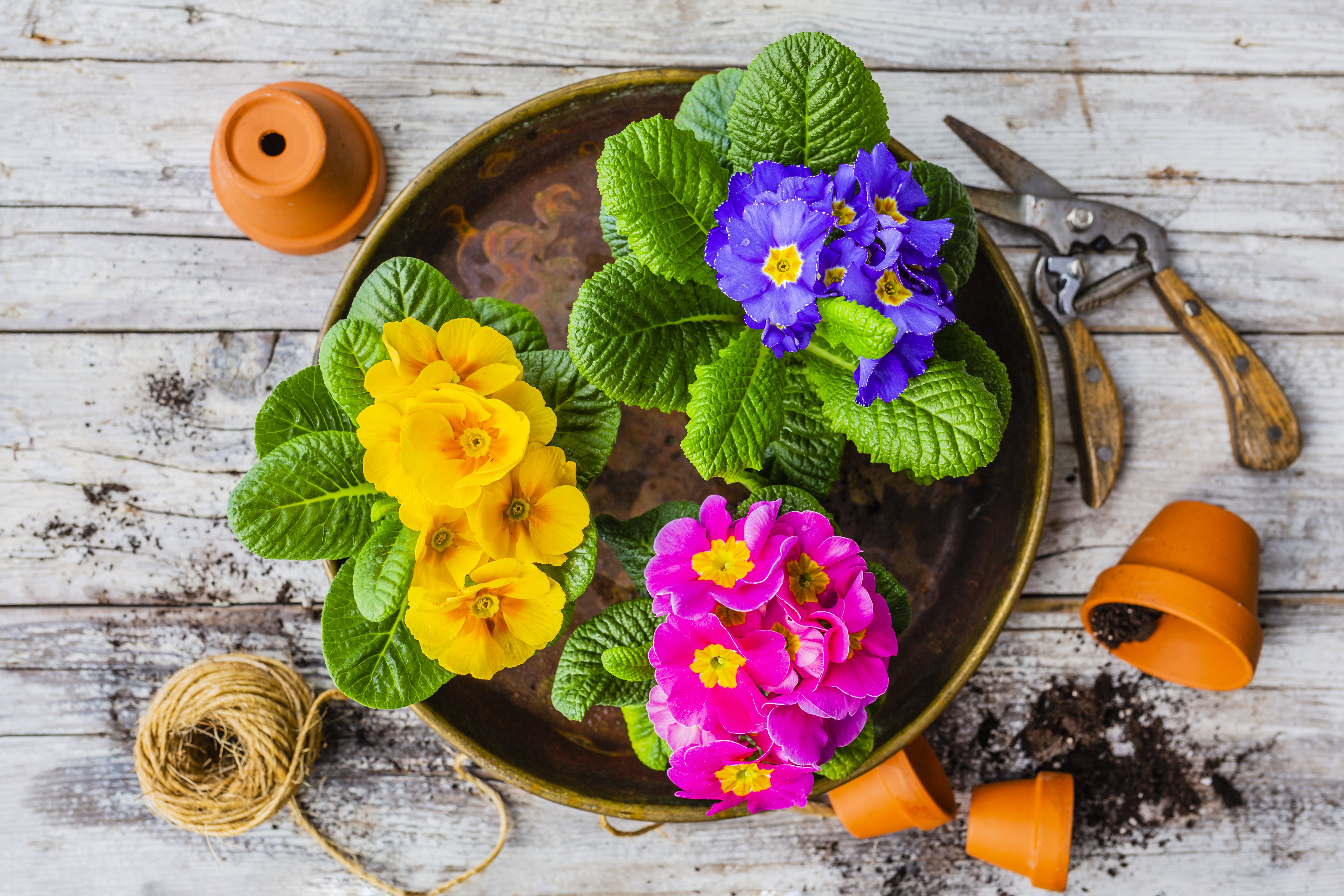 Prymulka - uprawa, wymagania, pielęgnacja