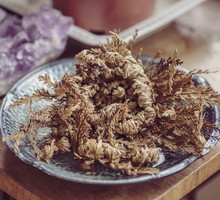 Róża jerychońska - charakterystyka, uprawa, pielęgnacja