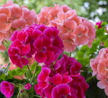 Top 7 roślin do wysiewu w styczniu