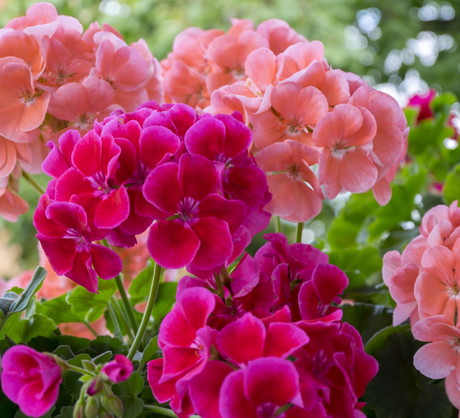 Top 7 roślin do wysiewu w styczniu