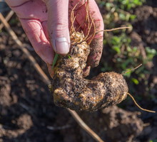 topinambur helianthus tuberosus