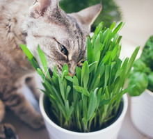 trujące rośliny dla kotów