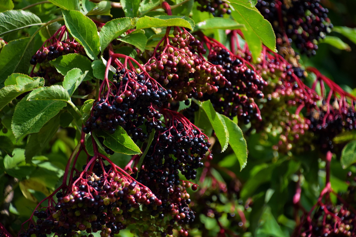 Czarny bez