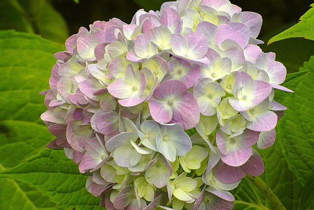 Hortensja