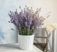 Lawenda w doniczce