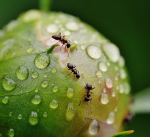 Mrówki - domowe sposoby