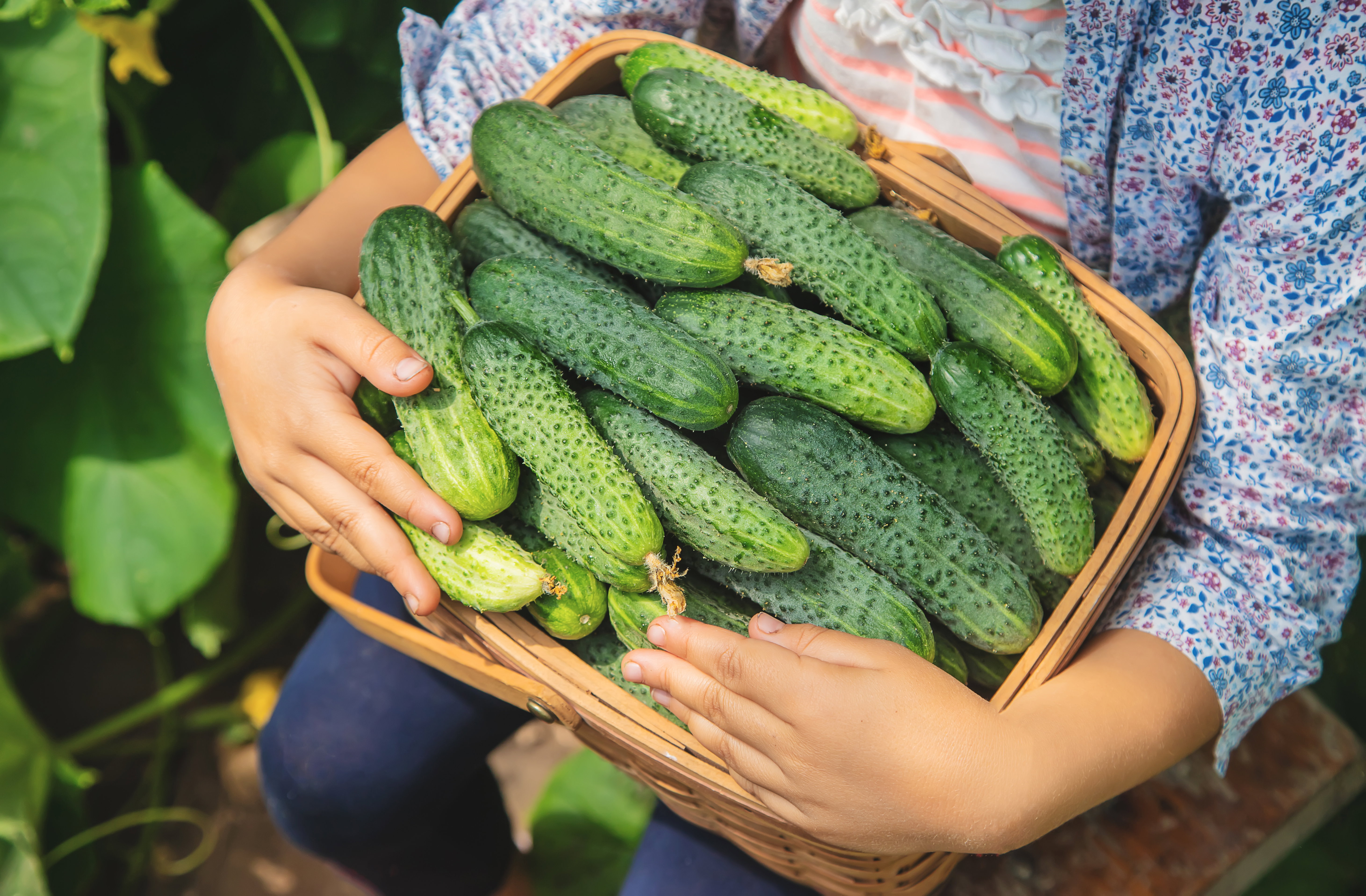 Ogórki gruntowe - siew, sadzenie, uprawa, nawożenie