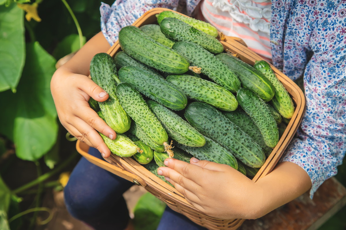 Ogórki gruntowe - siew, sadzenie, uprawa, nawożenie