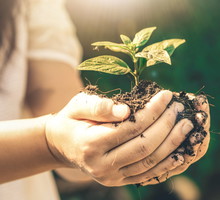 Rośliny do wysiewu w kwietniu
