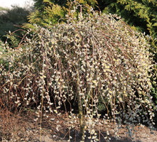 Salix caprea