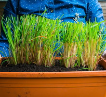 Trawa cytrynowa - uprawa