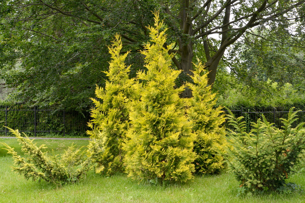 Tuja brabant