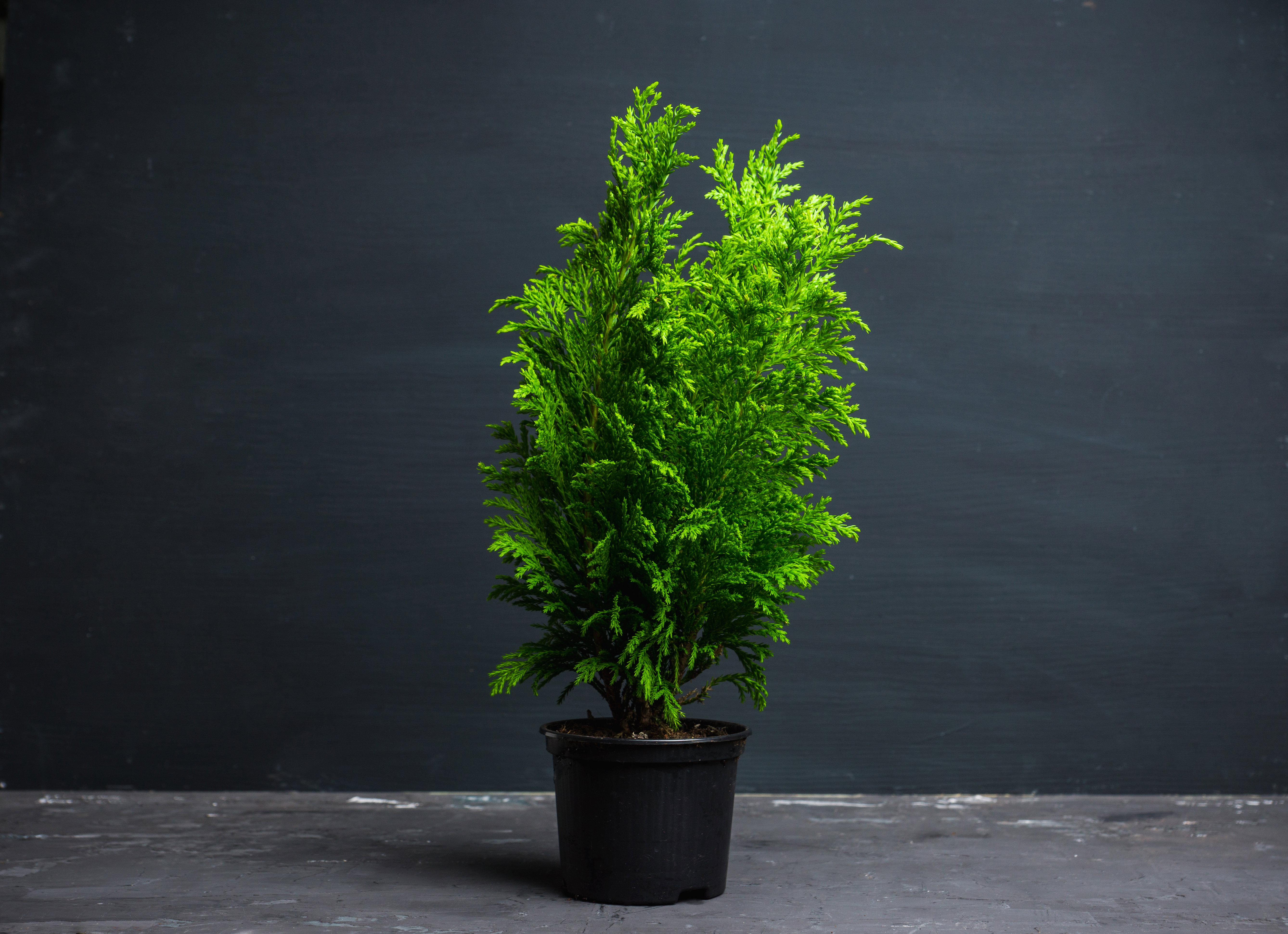 Tuja - odmiany, uprawa, sadzenie