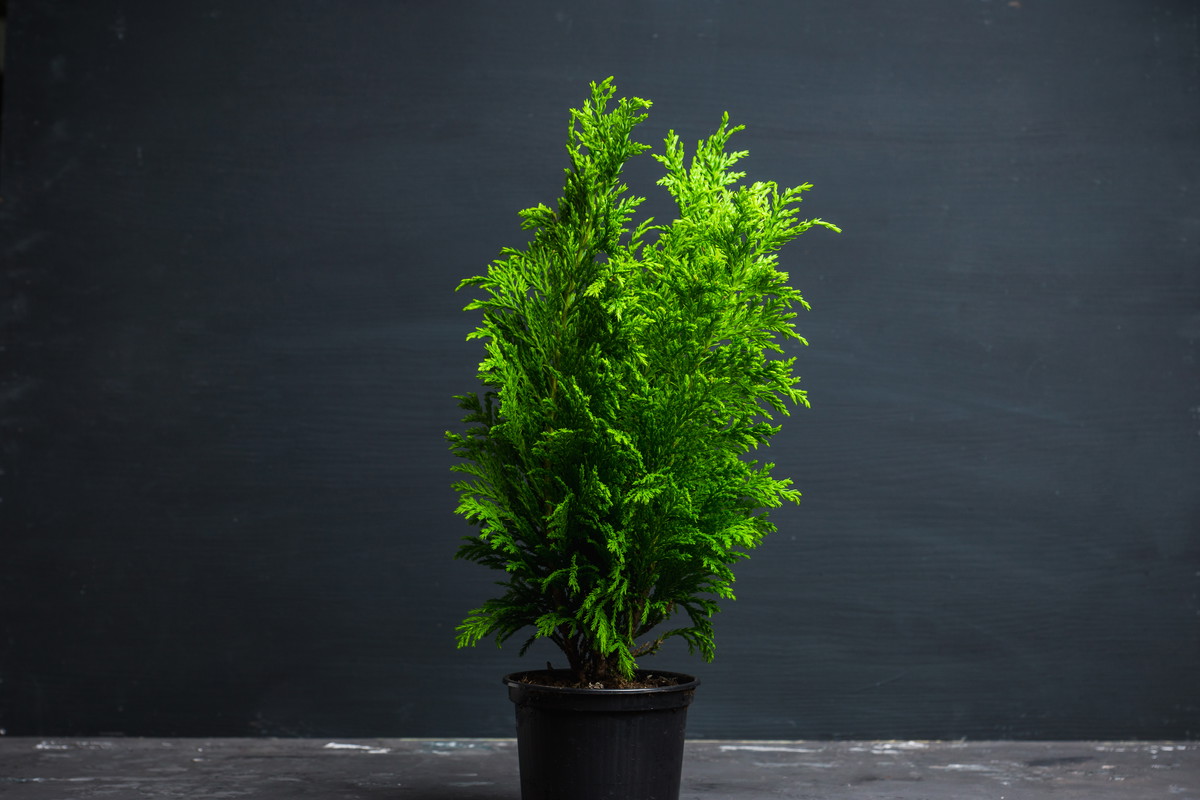 Tuja - odmiany, uprawa, sadzenie