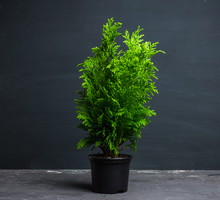 Tuja - odmiany, uprawa, sadzenie