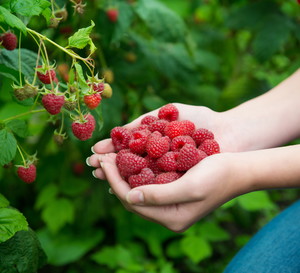 Maliny, owoce jagodowe