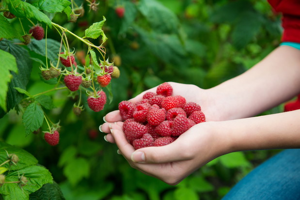 Maliny, owoce jagodowe