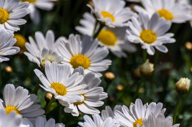 Margaretka - opis, uprawa, pielęnacja