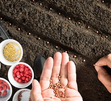 Wysiew roślin w maju