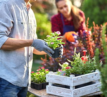 Rośliny niewymagające do cienia i słońca