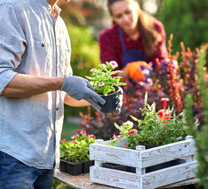 Rośliny niewymagające do cienia i słońca