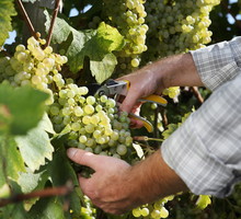 Choroby i skzodniki winorośli