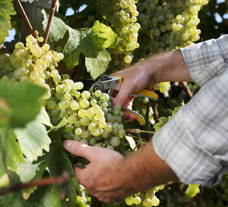 Choroby i skzodniki winorośli