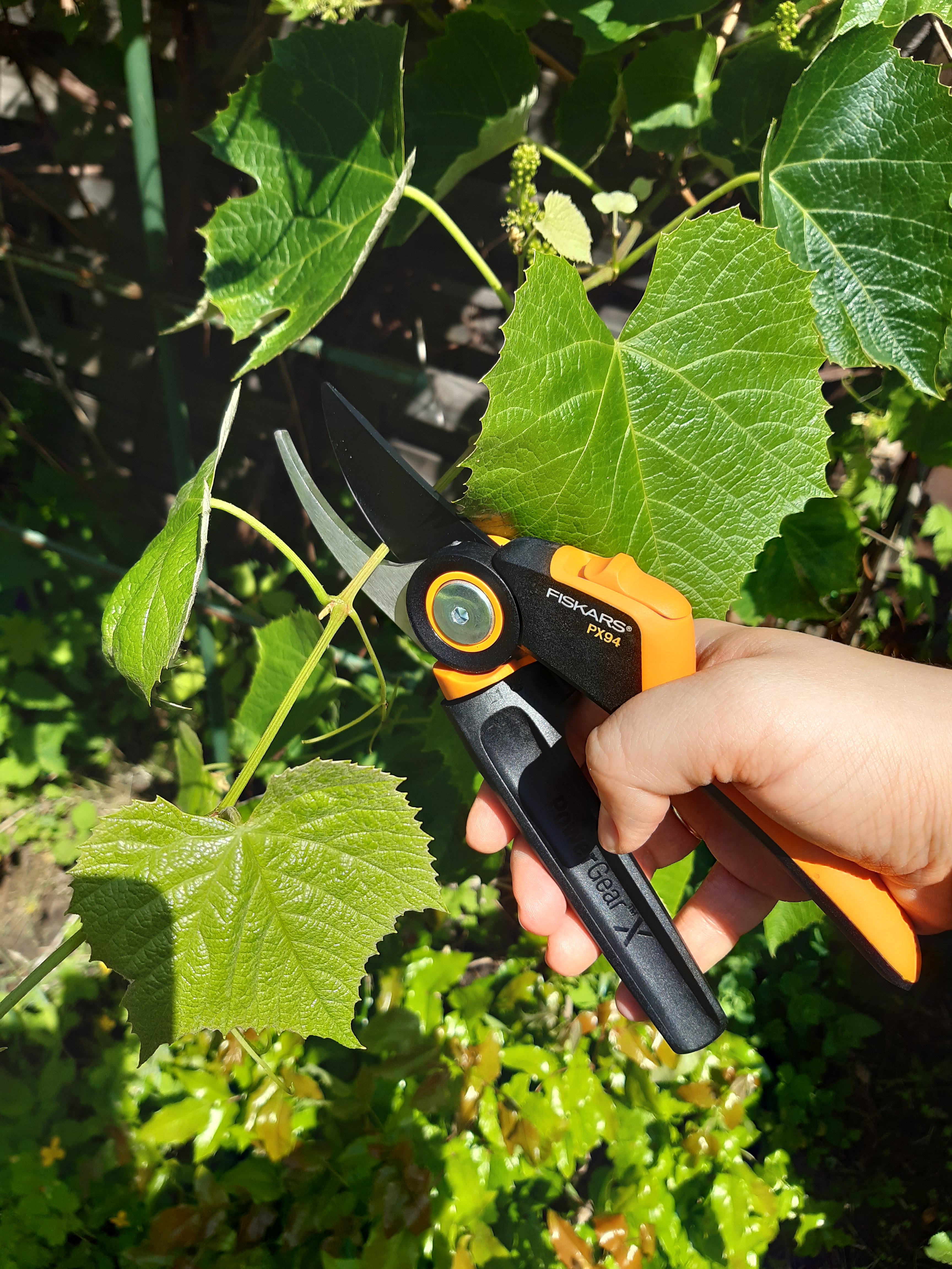 Letnie cięcie winorośli