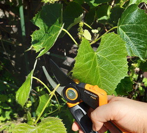 Letnie cięcie winorośli