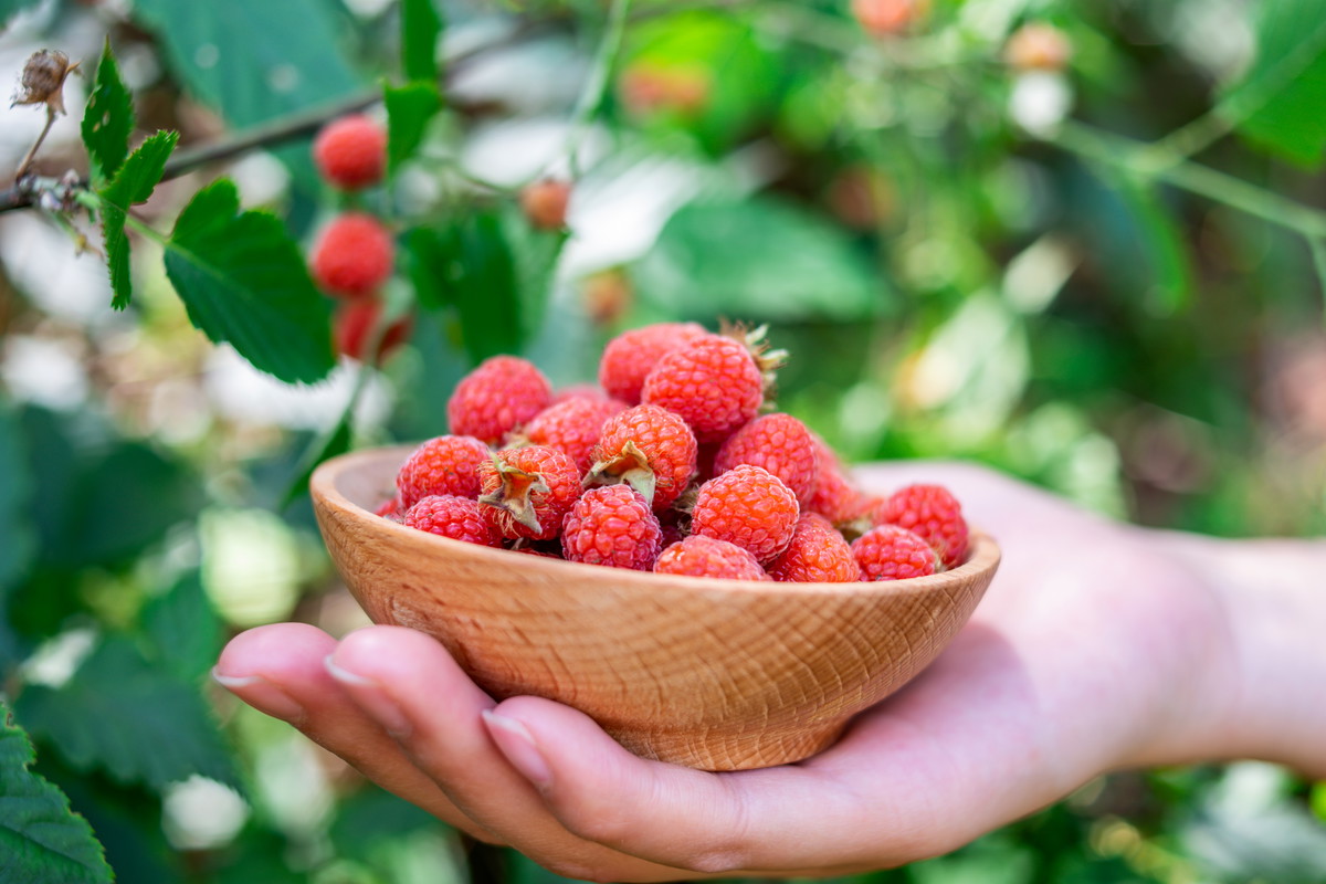 Prace ogrodowe w lipcu