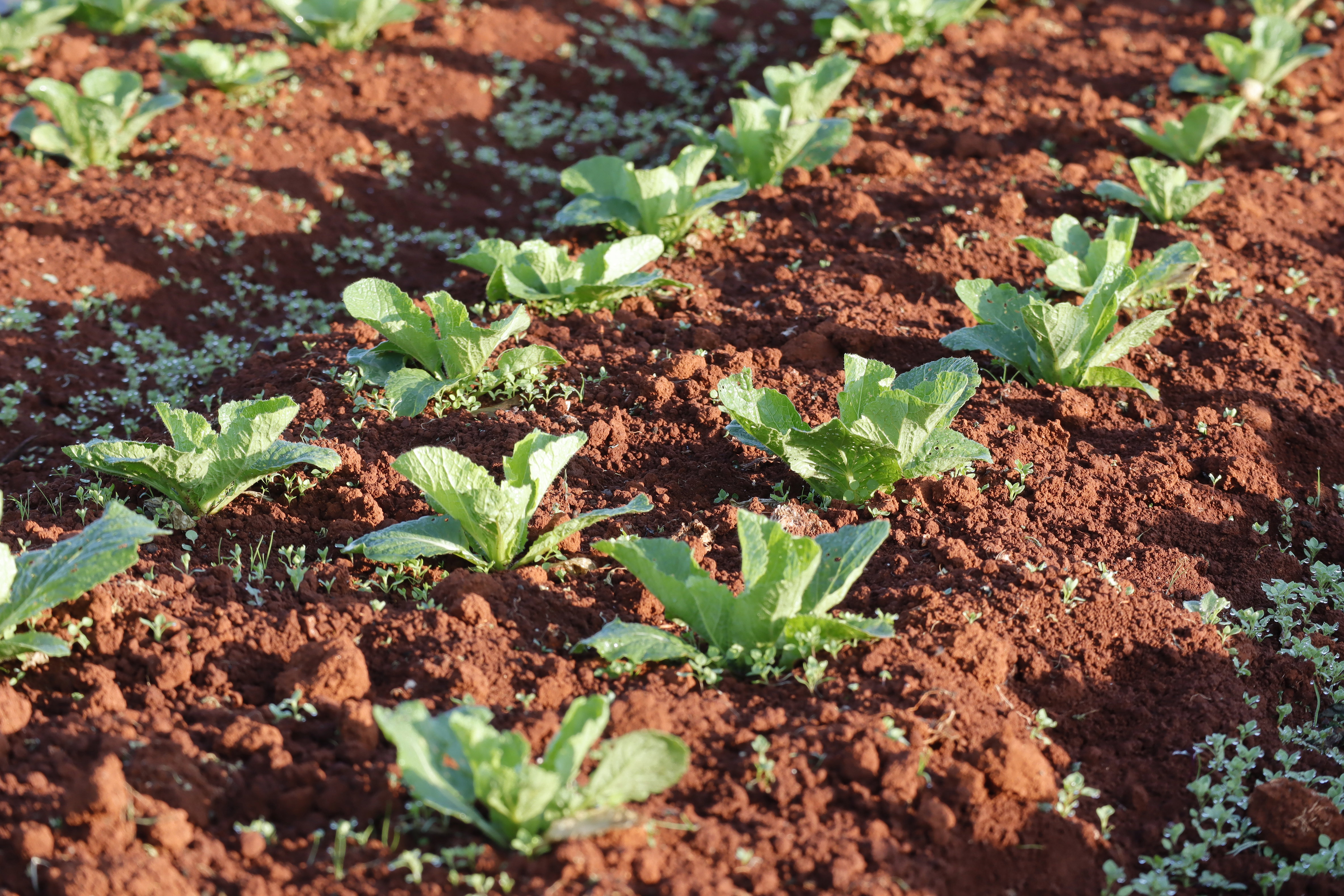 Kapusta pekińska - siew, pielęgnacja, zbiór