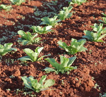 Kapusta pekińska - siew, pielęgnacja, zbiór