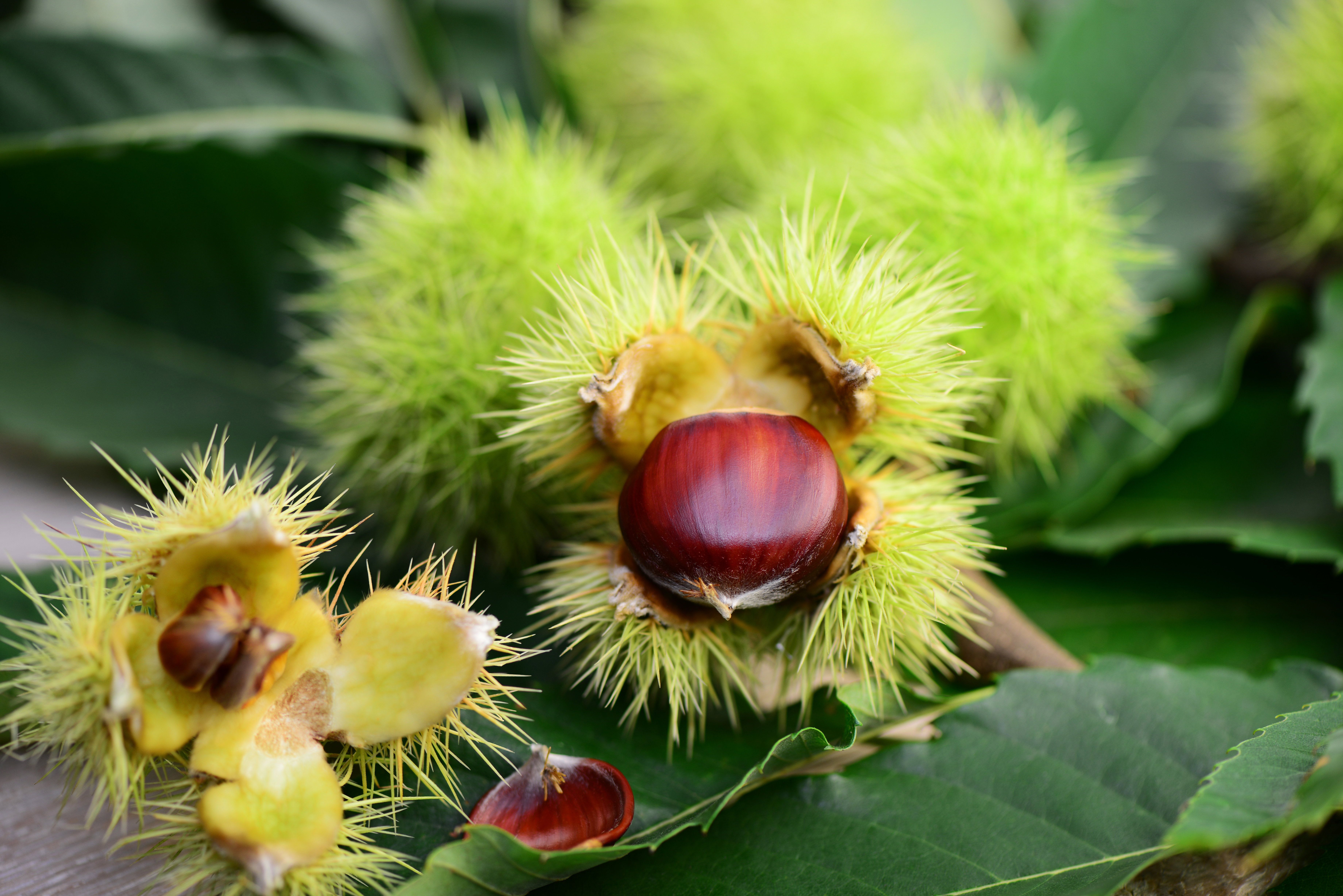 Kasztan jadalny - stanowisko, charakterystyka, pielęgnacja