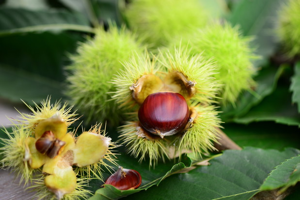 Kasztan jadalny - stanowisko, charakterystyka, pielęgnacja