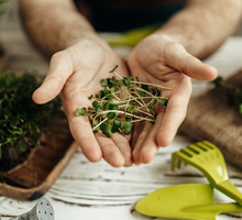 Nasiona ekologiczne warzyw i kiełków