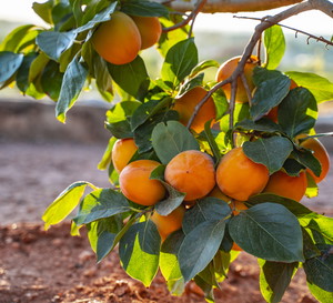 Persymona inaczej kaki - charakterystyka, wymagania i pielęgnacja