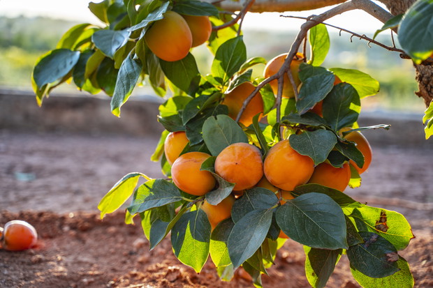 Persymona inaczej kaki - charakterystyka, wymagania i pielęgnacja