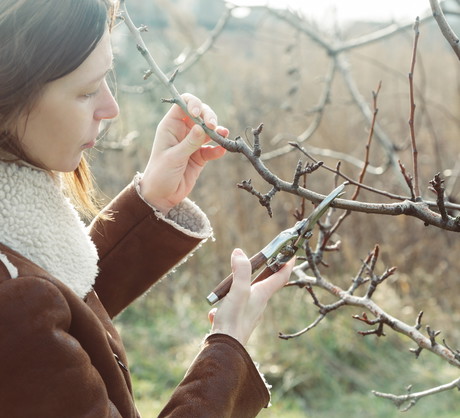 Prace w styczniu w ogrodzie