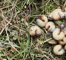 Dziury w trawniku - pędraki zwalczanie